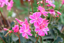 Pink Lewisia Cotyledon In Flower