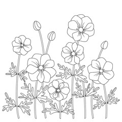 Wall Mural - blossom anemone field flower outline contour coloring book vector hand drawn page