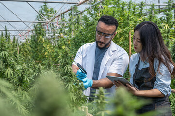 Two scientists using magnifying glass checking cannabis plant for research in a greenhouse. Alternative medicine. Growing organic cannabis herb on the farm.