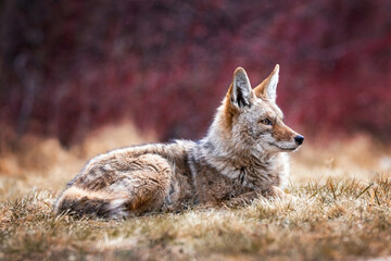 Wall Mural - beautiful photo of a wild coyote out in nature