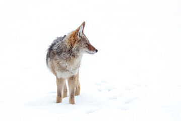 Wall Mural - beautiful photo of a wild coyote out in nature