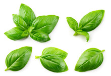 Basil isolated. Basil leaf flat lay on white background. Green basil leaves collection top view. Full depth of field.