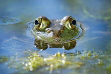 Bright Green Bullfrog Sitting In A Pond Waiting For A Bug To Eat