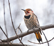 Red Shafted Cross Yellow Intergrade Northern Flicker In Nature