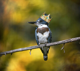 Wall Mural - Belted kingfisher in a tree with a crown on its head