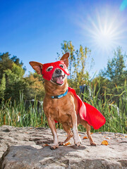 Wall Mural - cute chihuahua mix licking his nose wearing a super hero costume on a hot bright sunny summer day