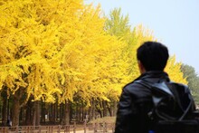 Tourist Man Back Veiw Travel Backpack Alone Sightseeing Beautiful Gingko Tree Turn Yellow Leaves On All Area Of Nami Island In South Korea.