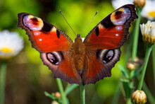 Closeup Shot Of Colorful Aglais Io Butterfly With Open Wings Isolated On Nature Green Background