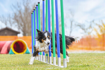 Dog agility training: A border collie dog running obedient through a slalom as an agility obstacle at a dog training park outdoors