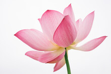 Pink Lotus Isolated On White