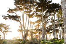 Trees At Lands End In San Francisco