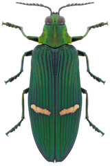 Wall Mural - Catoxanta opulenta opulenta beetle specimen