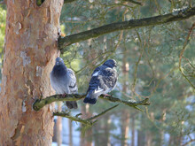 Close-up Shot Of Two Pigeons Sitting On A Tree Branch.