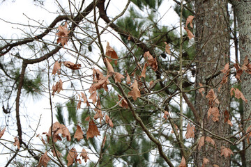 Branches with dry autumnal leaves
