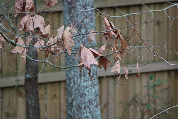 Branches with dry autumnal leaves