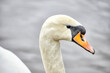 Closeup view head of  mute swan sitting on the water