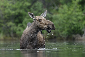 Wall Mural - Cow moose feeding in water Yukon, Canada in summer