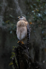 Wall Mural - Vertical shot of a red-shouldered Hawk in a tree