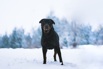 Wall Mural - Closeup shot of a rottweiler standing outdoors on the snow during daytime with blurred background