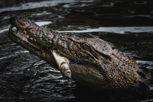Closeup Shot Of The Head Of A Saltwater Crocodile Reptile In The Lake
