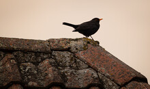Common Blackbird (Turdus Merula) Standing On The Top Of The Brick Wall