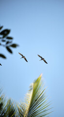 Vertical shot of two birds flying in the blue sky