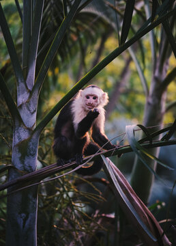 Selective focus shot of capuchin monkey on the tree