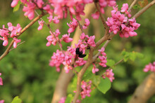 Closeup Shot Of A Bee Sitting On Blooming Redbud Tree In Spring