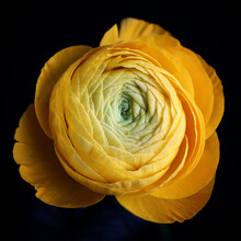 Closeup Shot Of A Beautiful Yellow Flower Blossoming With Black Background