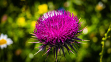Closeup Shot Of A Blooming Purple Thistle Flower