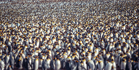 Sticker - Aerial view of a large group of emperor penguins on the Kerguelen Islands