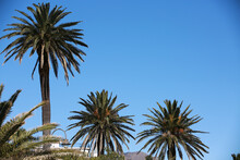 Scenic View Of Three Palm Trees Lined Up On A Blue Sky Background