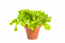 Fresh, Green Oak Lettuce In Clay Pot Isolated On White Background
