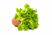 Fresh, Green Oak Lettuce In Clay Pot Isolated On White Background