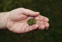 Closeup Shot Of A Person Holding A Tiny  Green Frog