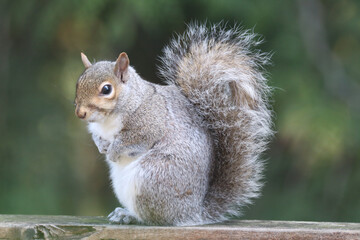 Closeup shot of a cute squirrel sitting on wood with blurry background