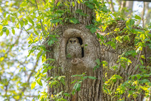 View Of A Tawny Owl (brown Owl, Strix Aluco) Sitting In A Tree Hollow Of A Park Or Forest In Spring