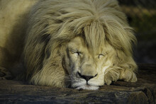 Closeup Portrait Of A Sleeping Lion Lying On The Wooden Logs