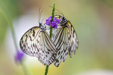 Selective Focus Shot Of Two Butterflies Perched On A Flower