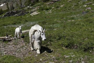 Wall Mural - Rocky mountain goats in Glacier National Park