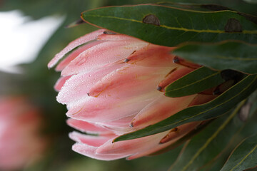 Wall Mural - Vertical shot of a Sugarbushes flowering plant with green leaves on a blurred background