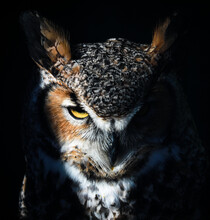 Beautiful Portrait Of A Great Horned Owl In Bright Sunlight On A Black Background