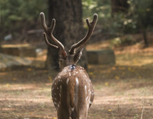 Closeup Of A Spotted Deer At The Park