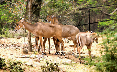 Sticker - Closeup of herd of deer at the park