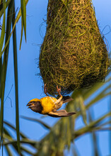 Vertical Shot Of A Weaver Bird Hanging On Its Nest