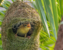 Closeup Of Weaver Bird Resting In Its Nest