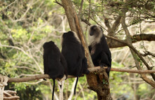 Selective Focus Shot Of A Group Of Lion-Tailed Macaque Monkeys Sitting On A Tree Branch