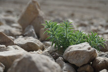 Photo Of Plants Among Rocks And Stones - Hope Concept