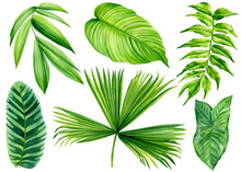 Palm Leaves, Exotic Watercolor Plant, Paradise Nature. Flora Botanical Painting