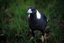 Closeup Shot Of A Magpie Outdoors On A Blurred Background